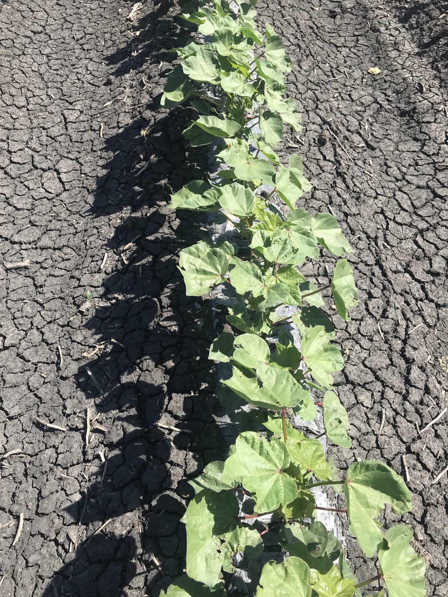 BlackEarthAgro's tweet photo. Current difference between plastic and no plastic. 2-3 nodes better. Identical field and treatment. https://t.co/yiT4nMWhIU