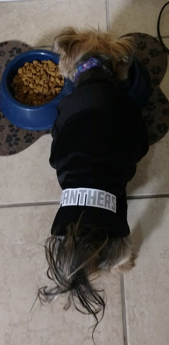 HCzuchna's tweet photo. Even my puppy supports Fannin Panthers! #goteam @FanninPanthers https://t.co/tdrArAXKPQ