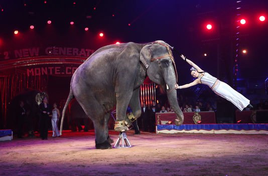 _Naeray's tweet photo. Paris interdit enfin la présence d'animaux sauvages dans les cirques.
Un grand pas en avant pour la cause animale ! 🐘 https://t.co/CTVOco65k7