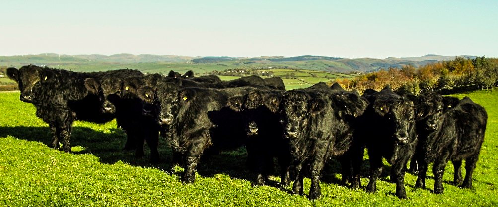 perform_anipro's tweet photo. #FriFact: The Welsh Black is a native British breed that is descended from cattle of pre-Roman times in the rough mountain and hill country of Wales. Roman records refer to them as 'the Celtic ox'. #BritishBreeds #WelshBlack #AnirpoAdvantage https://t.co/JsaXlDlFF5