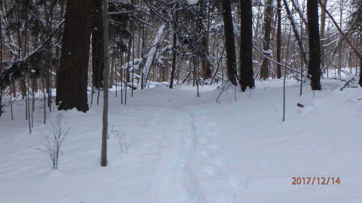 dogsanut's tweet photo. #cdntrailrunner 8.6k snow fun. #uponeaglewings #earthathon #100miletraining https://t.co/vg3S5Qsrzy