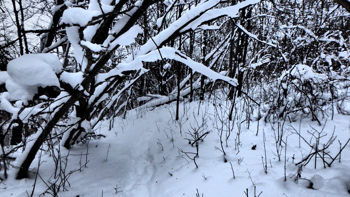 dogsanut's tweet photo. #cdntrailrunner 8.6k snow fun. #uponeaglewings #earthathon #100miletraining https://t.co/vg3S5Qsrzy