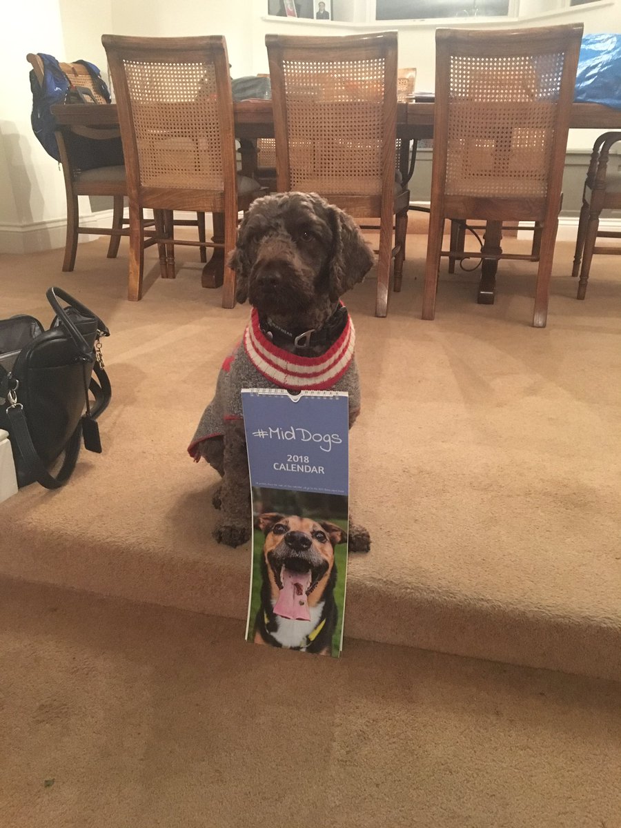 keogh_sara's tweet photo. Otis has got over his disappointment because #MidDogs calendar is for such a good cause #RCMbenevolent fund @MidwivesRCM https://t.co/eS8pYGHw1g