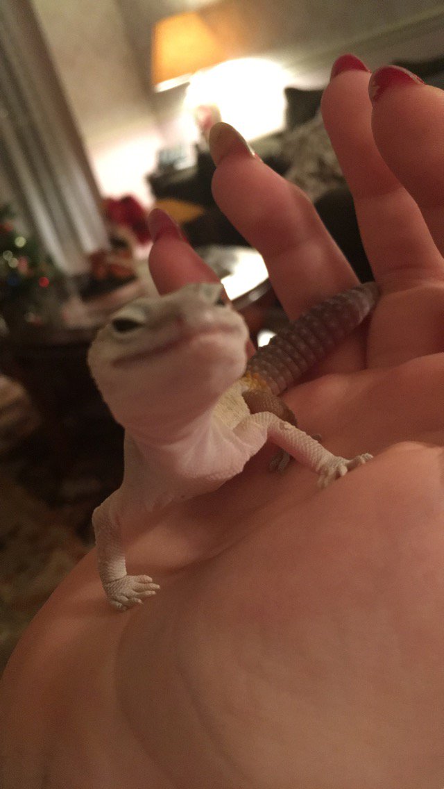 kenekibaby's tweet photo. Squidge!!! https://t.co/B92EKkUCaS