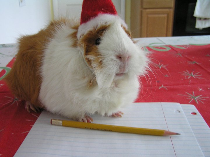 LOLPigs's tweet photo. Dear #Santa, I can explain....🎅🎄
#Christmas https://t.co/Ffsge5n0Bm