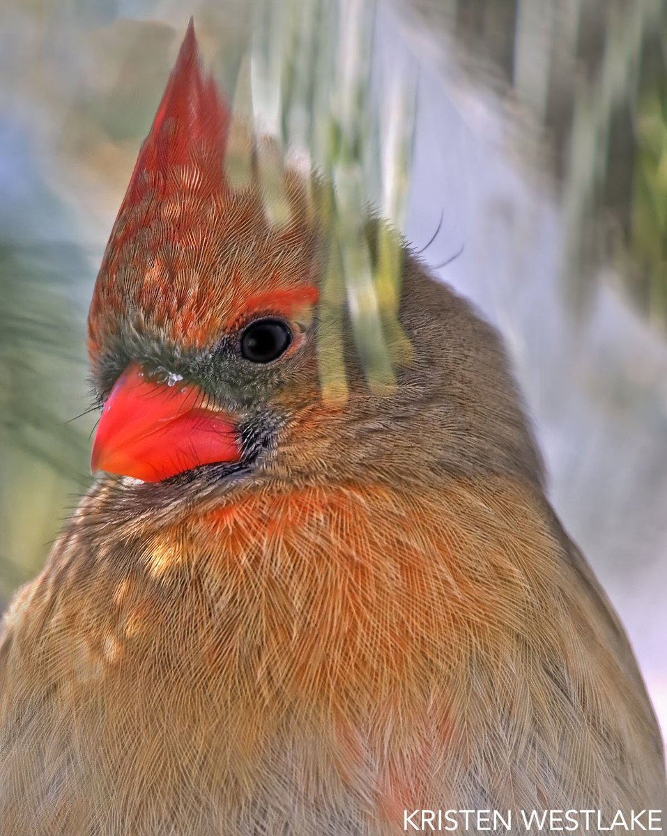 "Why cheerfully sing when there are no flowers,
Or sun in the valley to shine?
’Tis proof that thy prospects are brighter than ours,
Thy heart more contented than mine!"
~Excerpt of "To a Bird Singing in Winter" by John Castillo
Photo by <a href="/kristenwestlake/">Kristen Westlake</a>