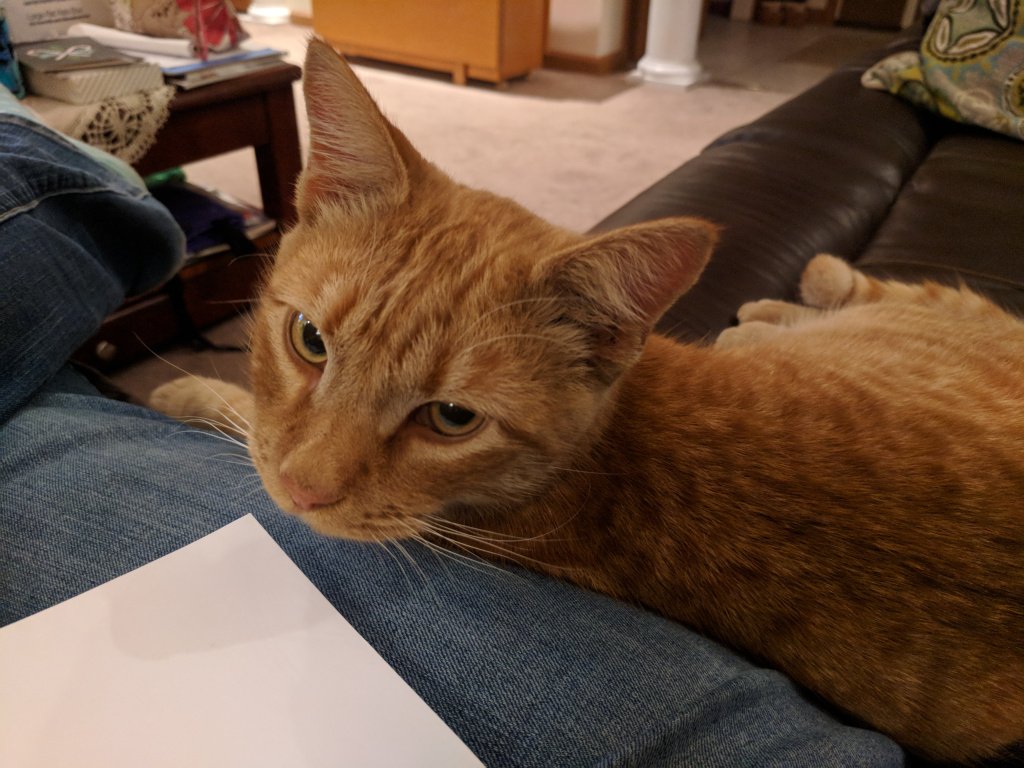 knitterbunny's tweet photo. Charlie AKA Shitty Kitty https://t.co/Gmmx0BxRyl https://t.co/LERBk54yoS