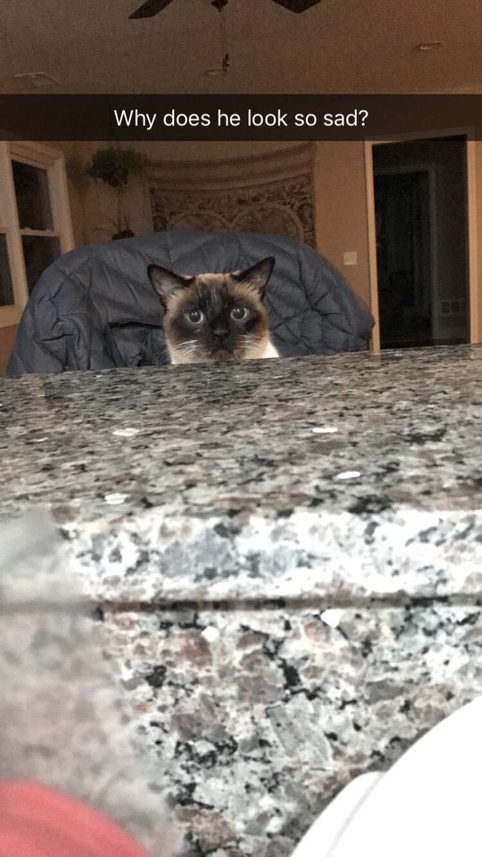JamieJo0523's tweet photo. Grumpy Ziggy https://t.co/q5ejCNg1B9