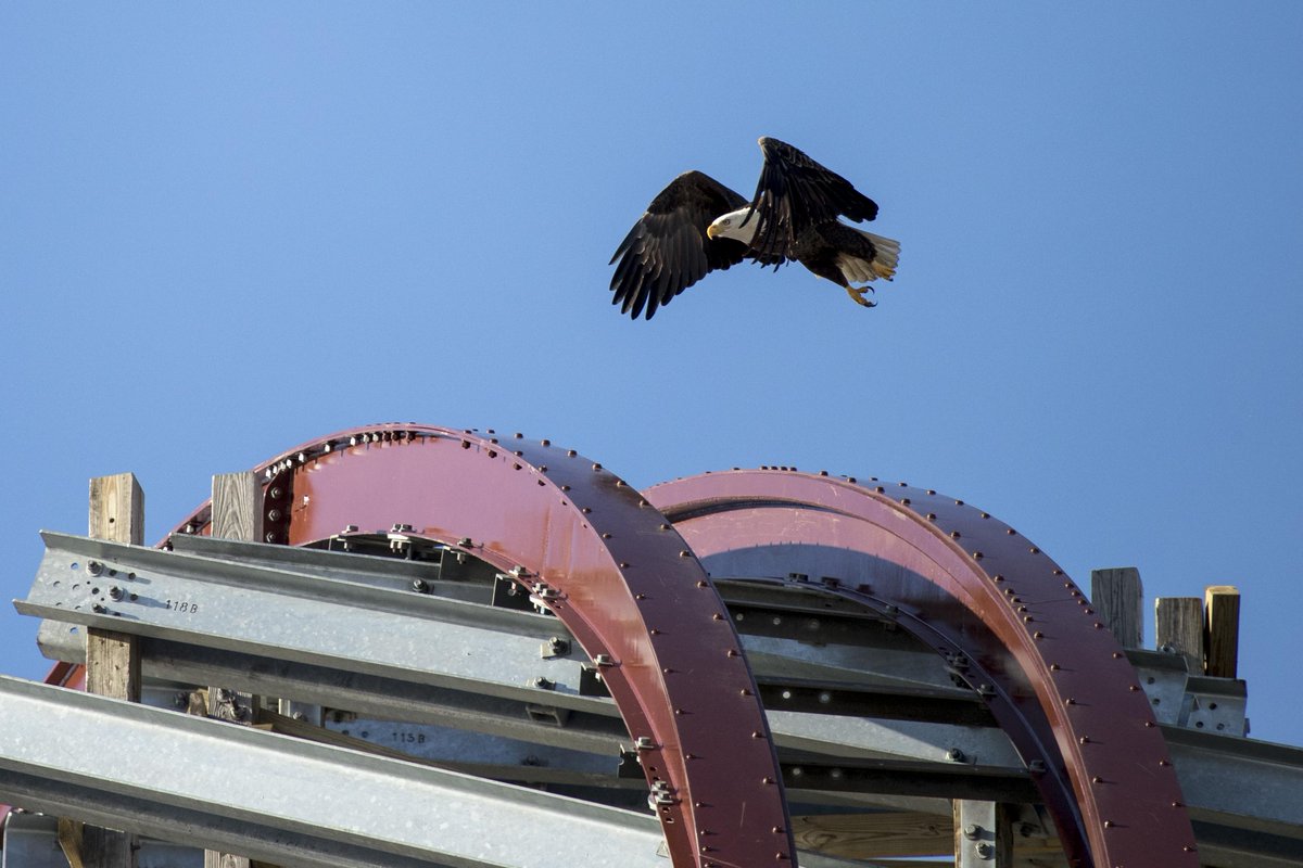 cedarpoint's tweet photo. Time keeps on slippin', slippin', slippin'...

#SteelVengeance #TallestFastestWildest #TheyreComing https://t.co/MmSwu8HdLU