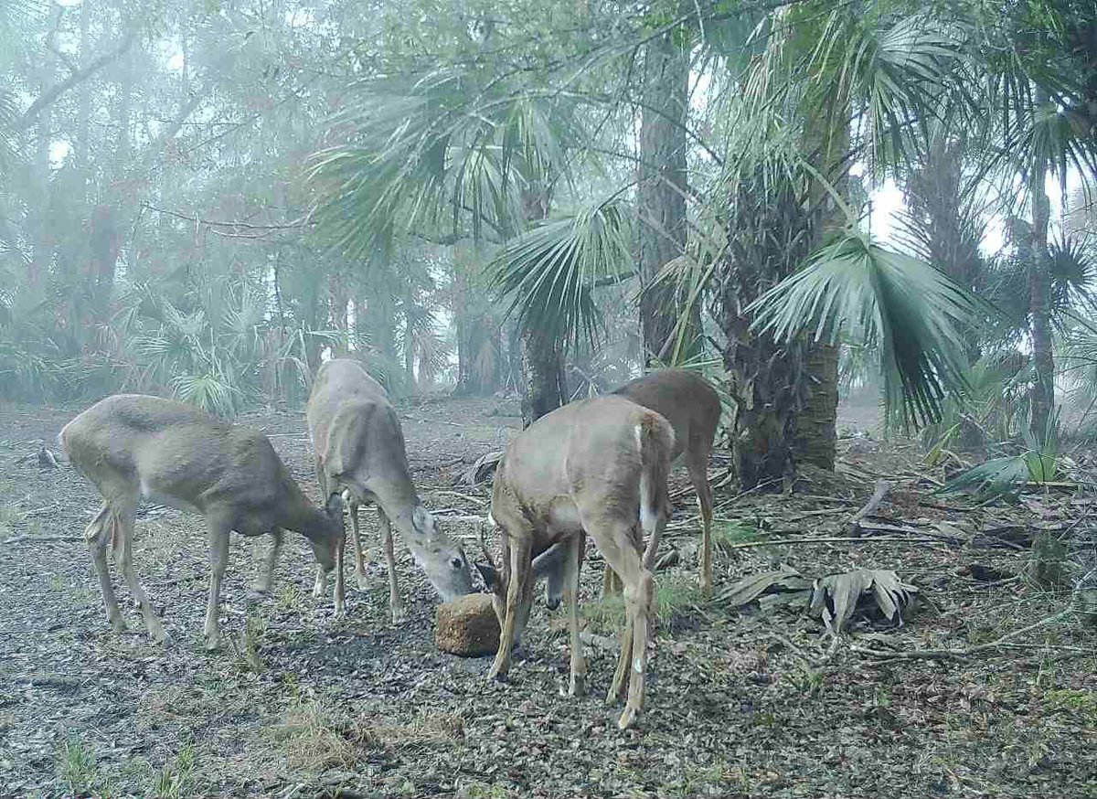Ani_Logics's tweet photo. Deer in Florida are hammering the Ani-Protein block! #CrazyAttraction #HappyAniLogicsCustomers #AniProteinBlock #AniLogics https://t.co/YQg4aQ014R