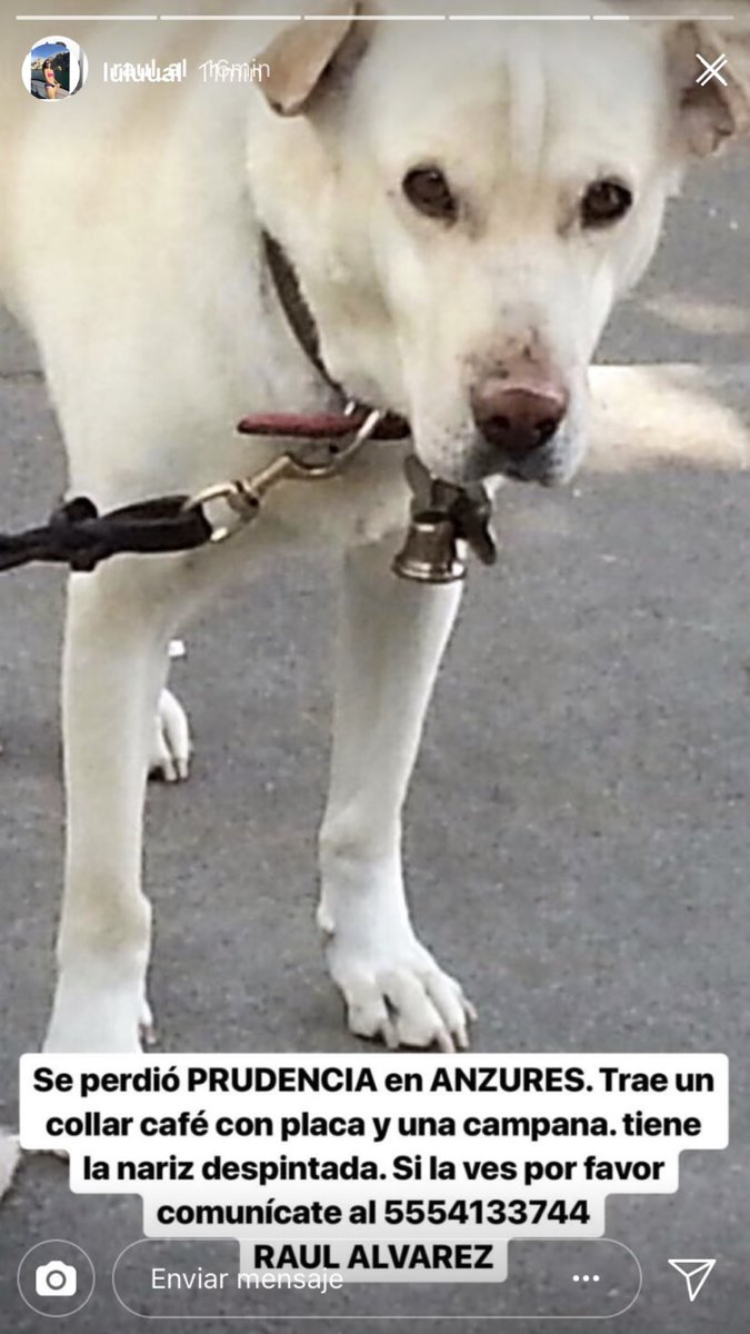 agustin8av's tweet photo. Amigos me pueden ayudar con un RT porfa @PrrosPerdidosMX @lostanimalsdf https://t.co/l4tcYEJEX5