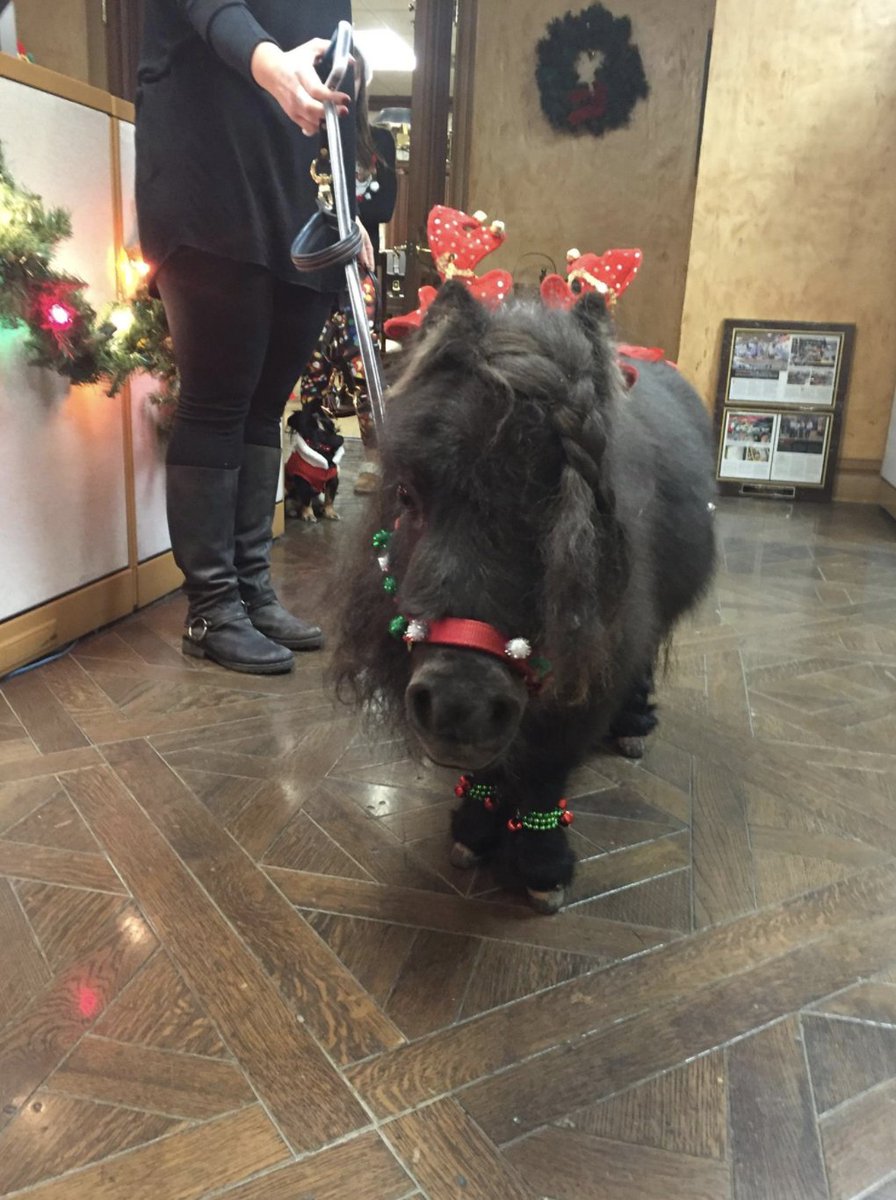 walshproducts's tweet photo. Throwing it back to when this sweet little mini made a special visit to the Walsh office! 'Tis the Season! https://t.co/I3zqFbgBIc