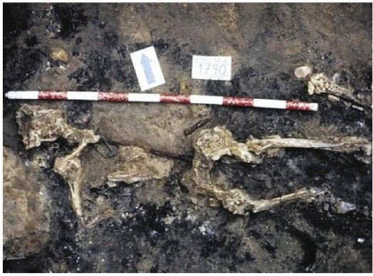 PetasosCoins's tweet photo. In 75 BC Valentia (Spain) was captured by #PompeyTheGreat during his war against rebellious #Sertorius. Amidst the burnt remains of the city, the skeletons of executed Sertorius' soldiers were found and among them the skeleton of an officer impaled on a pilum (Roman spear). https://t.co/3hwQP53Tf7