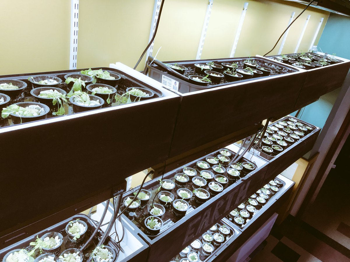 MsWellnessEdu's tweet photo. 225 lettuce and spinach planted today by the EARTH club and @hw_environment @hwrsd_wellness. I’m liking this new relationship! See you Wednesday morning to learn about nutrients and pH levels. 👩🏼‍🔬 https://t.co/3HDaiXPqgE