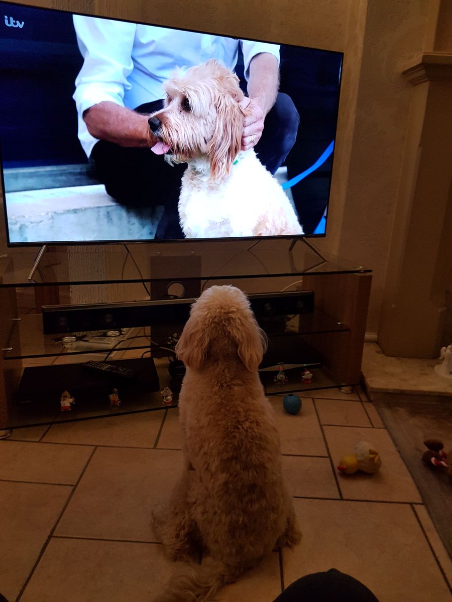 Rosieroids81's tweet photo. Rosie loving fudge on #pogdogs #paulo'grady https://t.co/lGdfiFkkFb