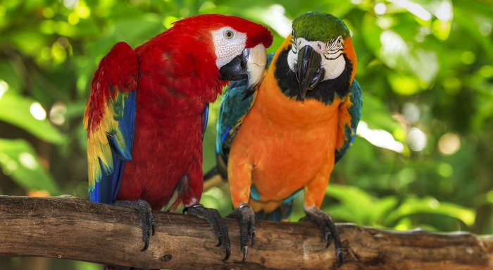 CEMEXNature's tweet photo. Did you know that 30% of the world’s species of #parrots are ranked as threatened on the #IUCNRedList? > https://t.co/IxhTnxrkXg https://t.co/jju8ssE60r