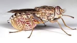 lifecycling_org's tweet photo. Common symptoms of sleeping sickness are: fever, headaches, irritability, extreme fatigue, swollen lymph nodes &amp; aching muscles #Tsetse https://t.co/oe234mifzg