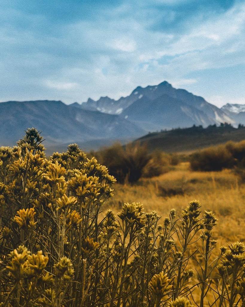 weskrieselphoto's tweet photo. Throwback to last summer in #mammothlakes #sierranevadas #sierras #california #iphonephotography #iphone7plus #photographer #travelphotography #photography #pinetrees #sunset #clouds #lightroom #lightroommobile #petermckinnon #chrishau - I used 2 of @the… https://t.co/ec2A4Hee4M https://t.co/tFdJw21aPZ