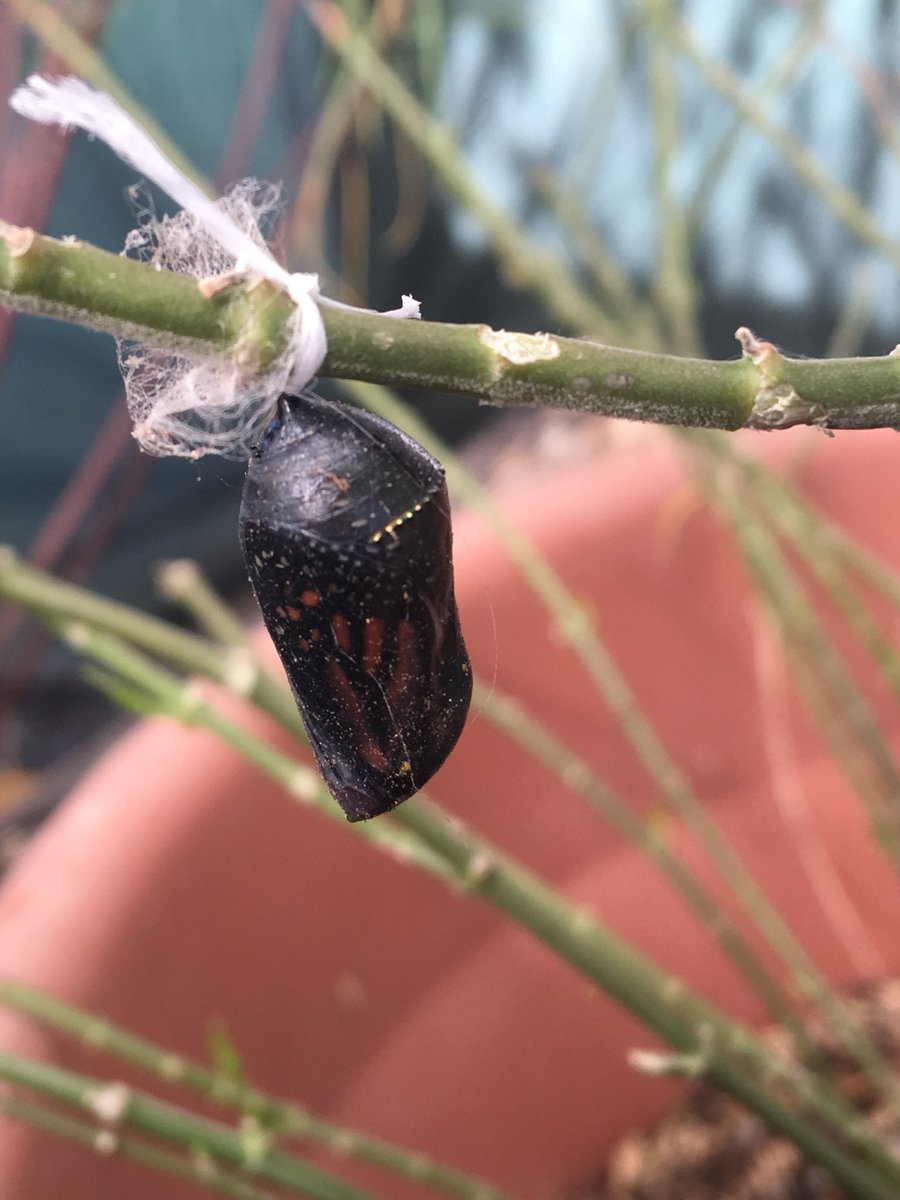 When you know a Monarch butterfly is about to emerge in your milkweed patch and you’re sitting at work meetings...
🦋🦋🦋

#monarch #monarchbutterfly #campingwithmonarchs #butterflymetamorphosis #emergence #Tucson #MariposaMonarca