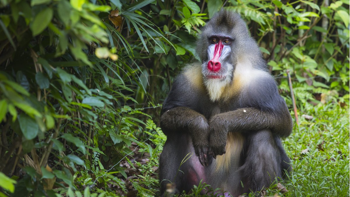 The Leakey Foundation The Largest Monkey Is The Mandrill Mandrills Are Colorful Old World Monkeys They Are Very Sexually Dimorphic With A Big Size Difference Between Males And Females Male