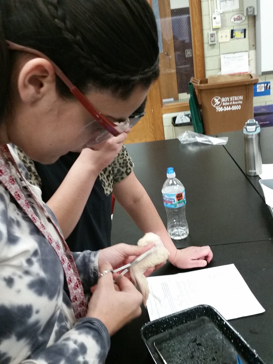 Learning about the skin, muscles, and bones with a chicken wing dissection!  #d45learn4life #d45ideasthrive <a href="/D45Jackson/">Jackson Middle School</a>