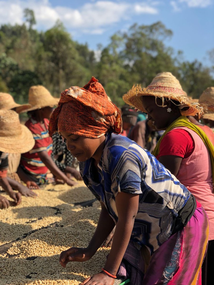 ticoroasters's tweet photo. Dreaming about Ethiopia and its many colors, friendly people and amazing coffees #Ethiopia #ethiopiancoffee #coffeetrip #uniqueexperience #womenincoffee https://t.co/SLAvT8jd8P