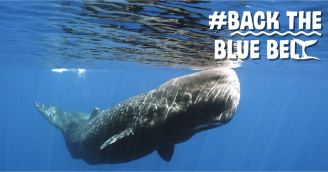 michaelastracha's tweet photo. #BluePlanet2 is over but now let’s unite 2 make a diff. 204 MPs have made the pledge, is yours on the list? Go to https://t.co/12EZ0XdiBM https://t.co/sWnV4WHflL