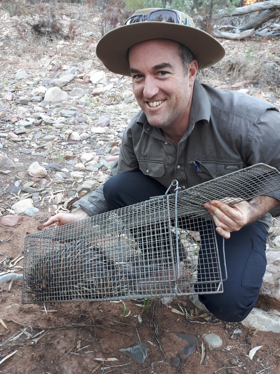 Not the species we were targeting but good to see how echidna numbers have increased with fox control