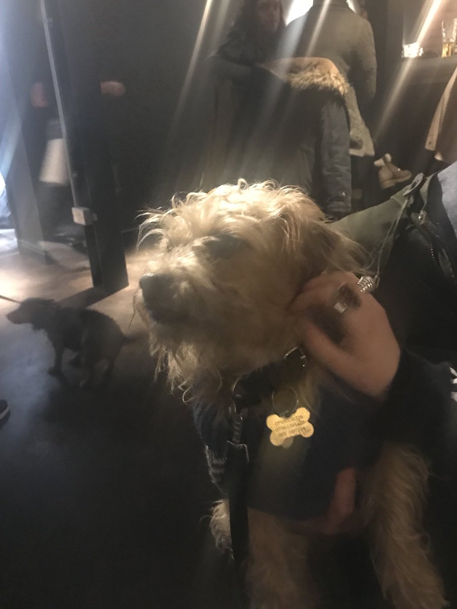 LoveLaneBBK's tweet photo. We’ve loved our little doggy visitors this evening 🐶#Higsons #Lovelanebeers #TheGinsmithsofLiverpool https://t.co/69wZZO3GLr
