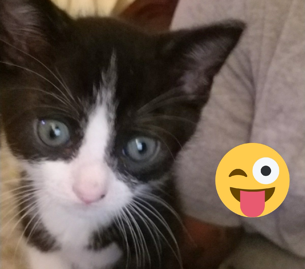 romeytnj69's tweet photo. @latinjc4u not so innocent kitty..badass😂😂😂 https://t.co/eRtpG0jQmk