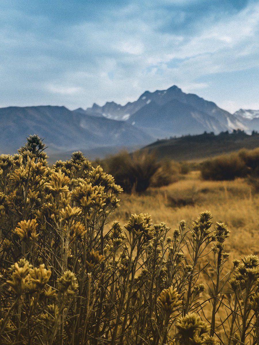 weskriesel's tweet photo. Throwback to last summer in #mammothlakes #lightroom #lightroommobile #petermckinnon #chrishau - I used 2 of @thechrishau’s presets on two images then erased the top of one photo to blend a bluer background of #mountain & #sky with a more yellow foreground- Aloha & Everlasting https://t.co/CxsGblAJlH