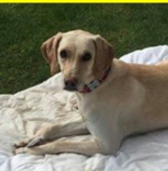 chris towers tweet media