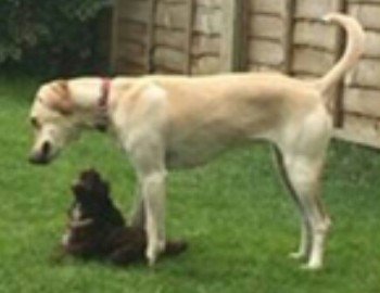 chris towers tweet media