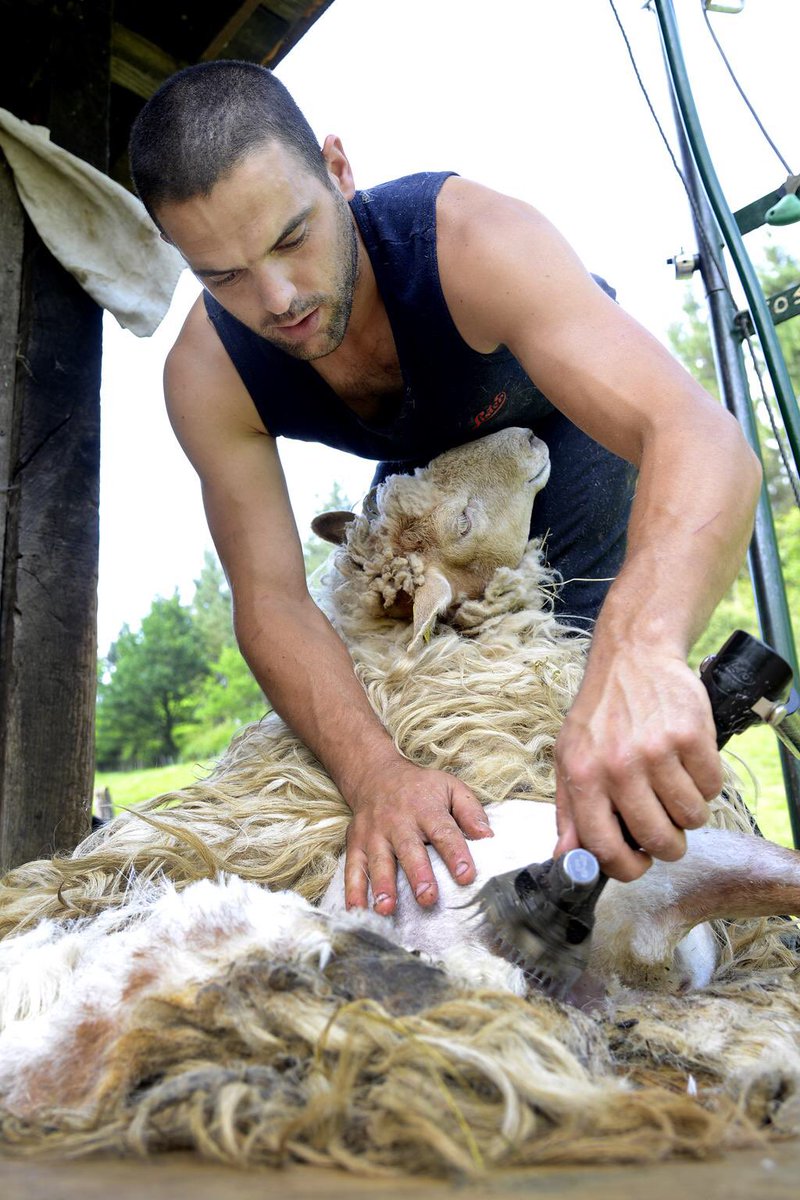 BasqueWool's tweet image. 95% of the #wool I shear in the #BasqueCountry each year is burned, buried, fly-tipped or stored for future dumping! Its unique properties are overlooked and it is considered worthless simply because it is coarse.