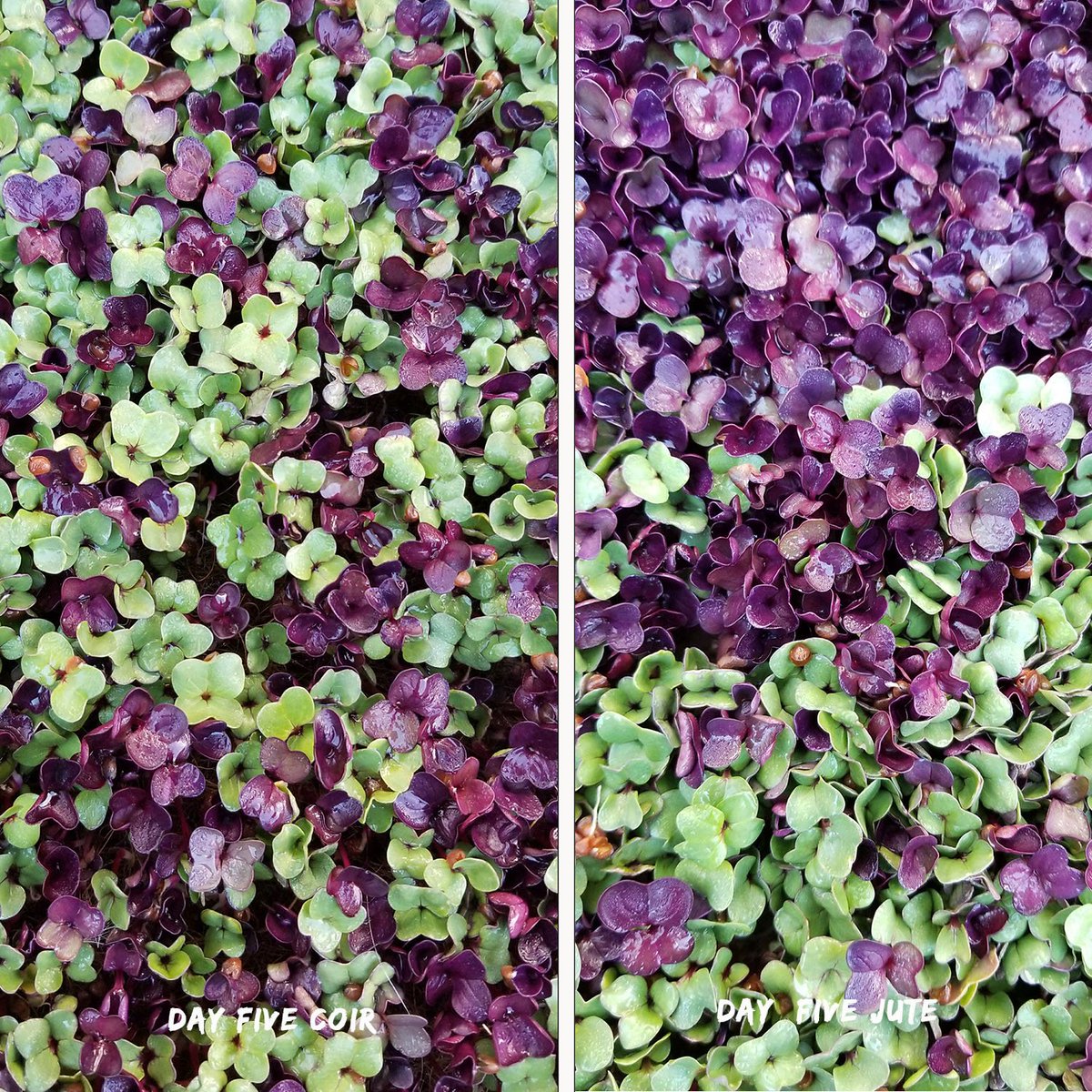 FibreDustLLC's tweet photo. #microgreens experiment.. #coir mat vs #jute mat.  Not a lot of difference. Both the coir and the jute held together well and Fibredust has both as well as coir block in our CT warehouse..  mailto:customer.support@fiberdust.com https://t.co/MAq4zsKAmR