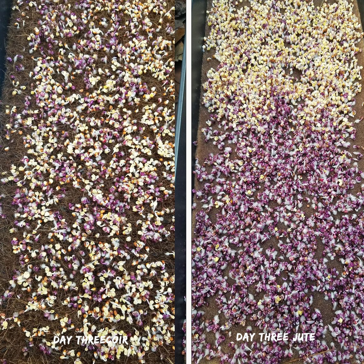 FibreDustLLC's tweet photo. #microgreens experiment.. #coir mat vs #jute mat.  Not a lot of difference. Both the coir and the jute held together well and Fibredust has both as well as coir block in our CT warehouse..  mailto:customer.support@fiberdust.com https://t.co/MAq4zsKAmR