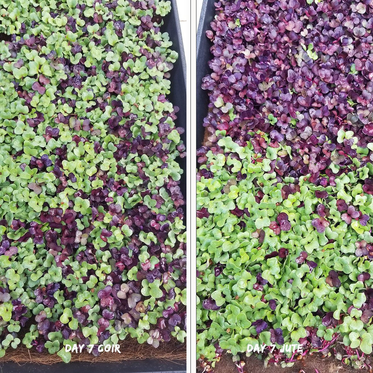 FibreDustLLC's tweet photo. #microgreens experiment.. #coir mat vs #jute mat.  Not a lot of difference. Both the coir and the jute held together well and Fibredust has both as well as coir block in our CT warehouse..  mailto:customer.support@fiberdust.com https://t.co/MAq4zsKAmR