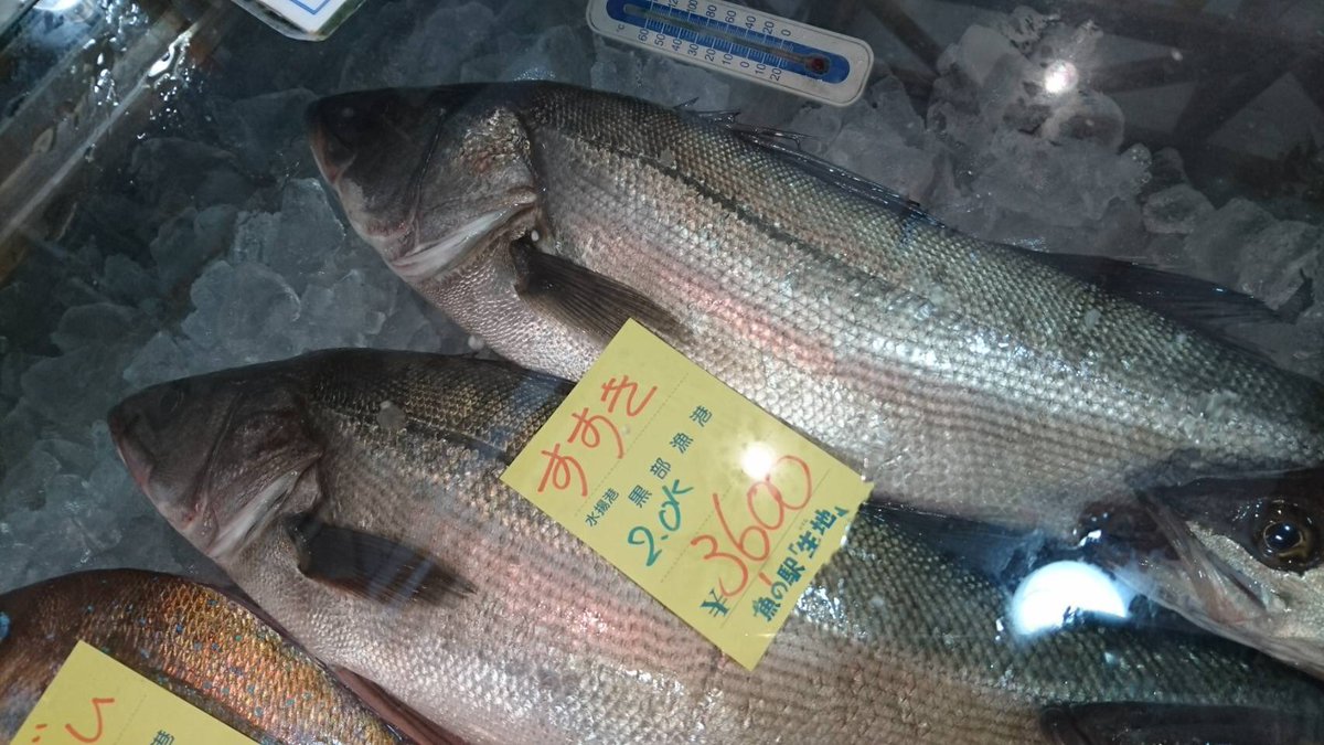 水揚げ情報 A 鮮魚 富山湾 太平洋側よりも日本海側で好まれている魚です フランス料理には欠かせない ポワレやムニエル 産卵前が旬 北陸では9 12月 マトウダイ まとうだい 車鯛 猫と魚をこよなく愛するoさんから 12 15のきときと入荷情報 水揚げ情報 A 鮮魚 富山湾 太平洋側よりも日本海側で好まれている魚です フランス料理には欠かせない ポワレやムニエル 産卵前が旬 北陸では9 12月 マトウダイ まとうだい 車鯛 猫と魚をこよなく愛するoさんから 12 15のきときと入荷情報