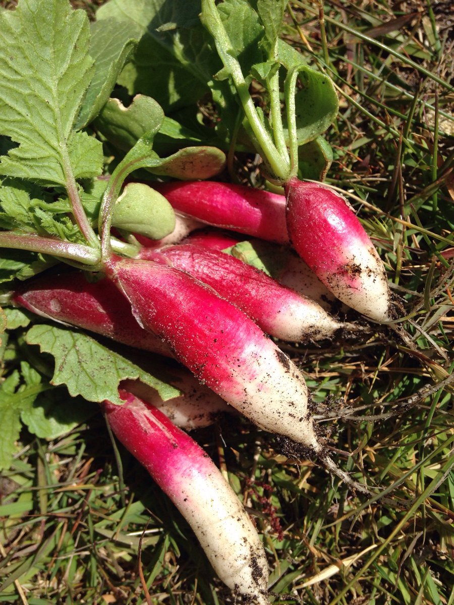 doyle_falklands's tweet photo. First feed of the season from our garden! #garden #vegetables #summer #food #radish #greens #fresh #grow #falklands #farmer #farm https://t.co/1Pj8oqdeZY
