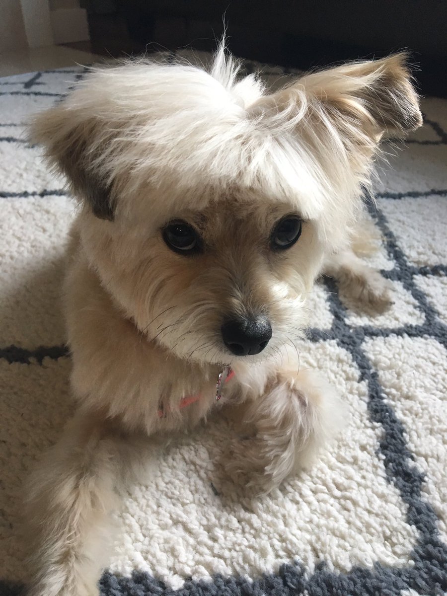 kopp_shannon's tweet photo. Someone is not feeling her new bangs... 😂 #groomingfail https://t.co/K0xbsxcYdq