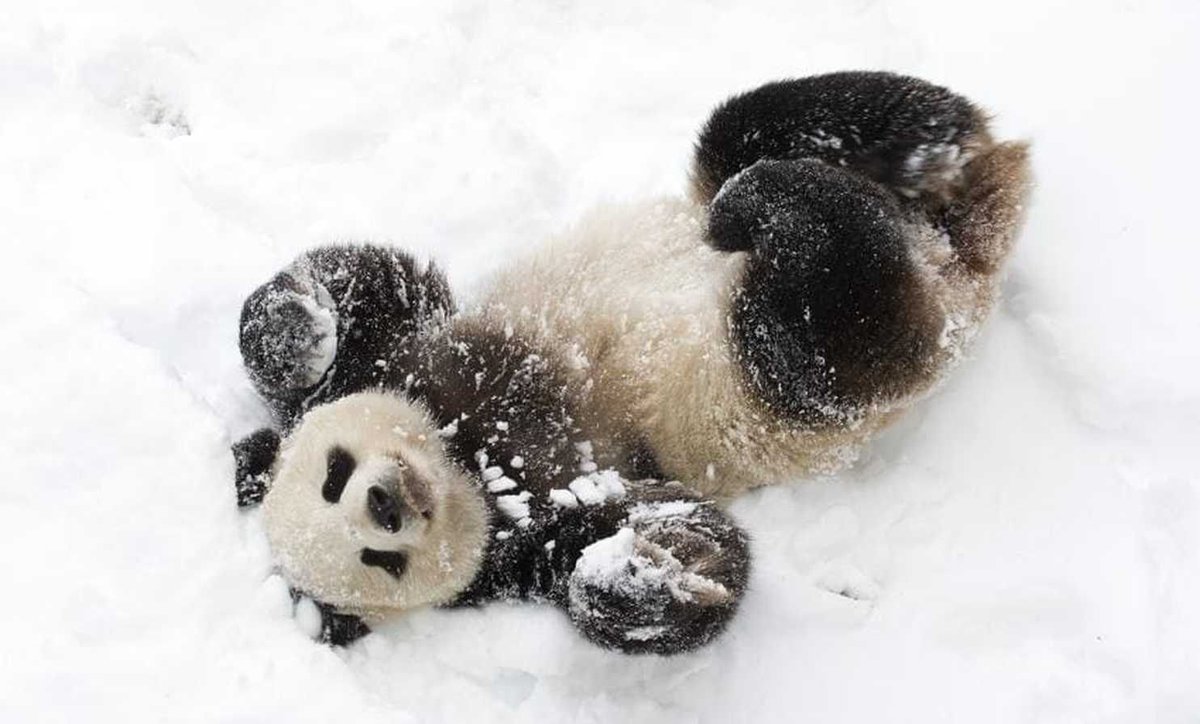 What do you get when you introduce a #giantpanda to snow? 🐼 An utterly adorable sight at the #Smithsonian's #NationalZoo in #WashingtonDC! 😍 buff.ly/2z9TEqK