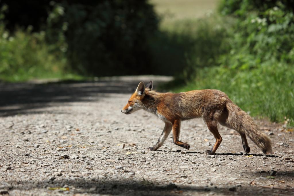 AZ Dept. of Health on Twitter "Rabies activity in Arizona’s gray fox