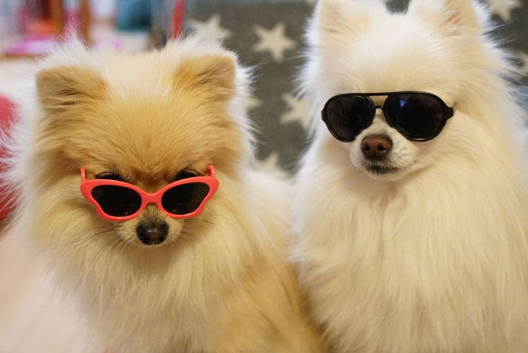 ポメラニアン＊ましこむちっくん on X