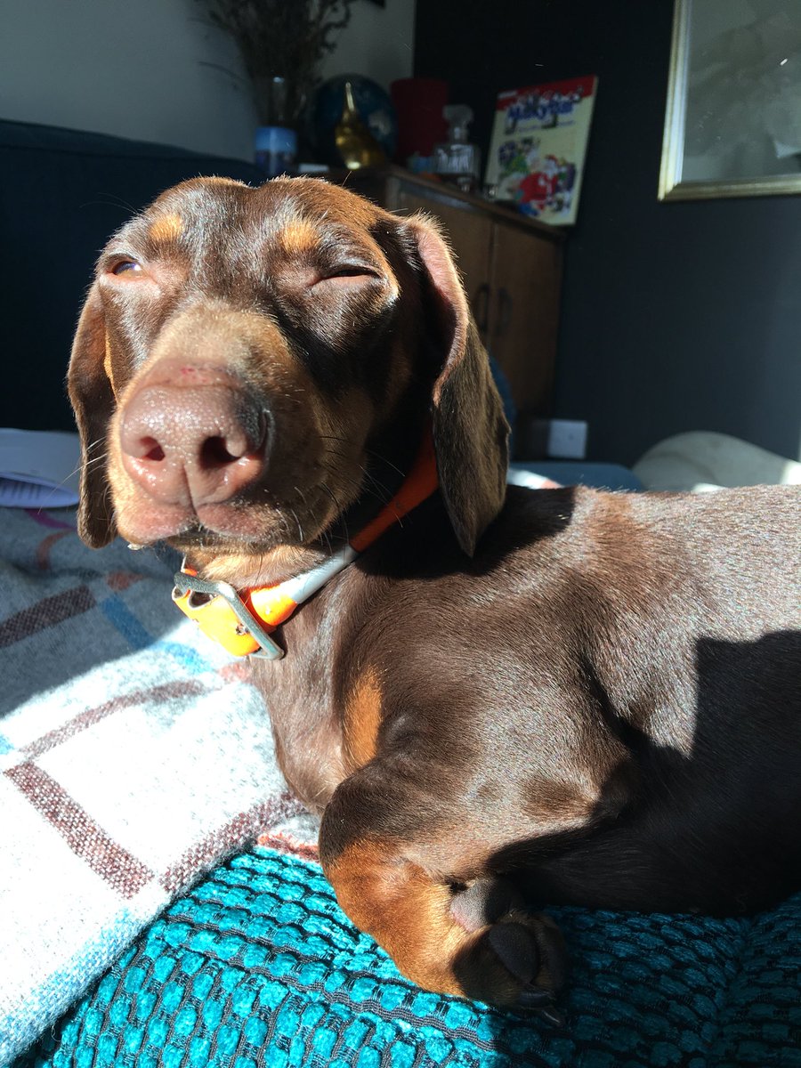 RubyTheDog tweet media