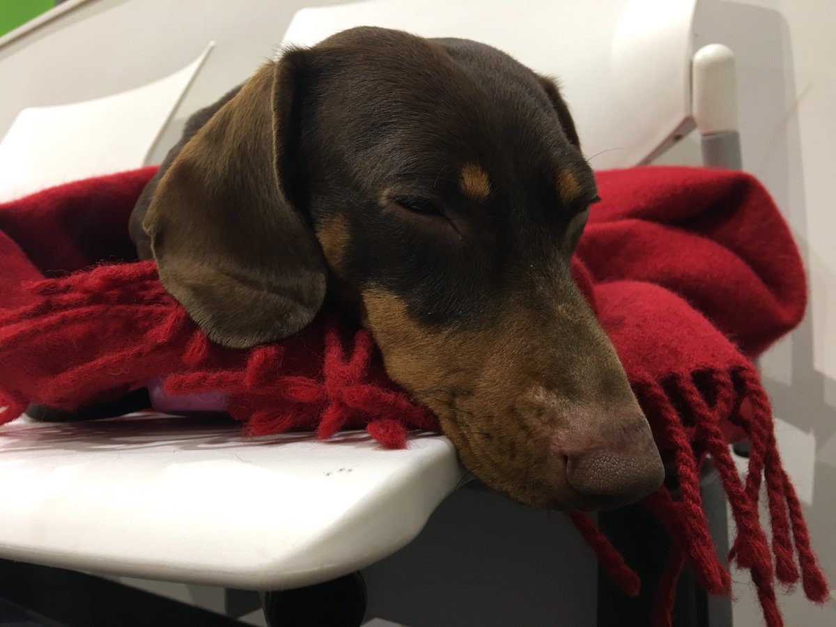 RubyTheDog tweet media