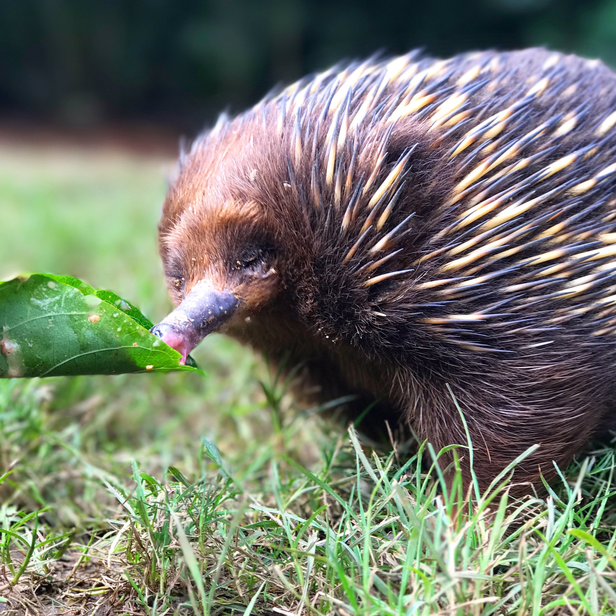 Echidna Tongue