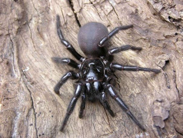 2NURFMNews's tweet photo. 2NURFM News: The stuff of nightmares... spiders are on the move in the Hunter .@austreptilepark #funnelwebspiders
https://t.co/GThNVZAAhw https://t.co/8DNpM5gA3r
