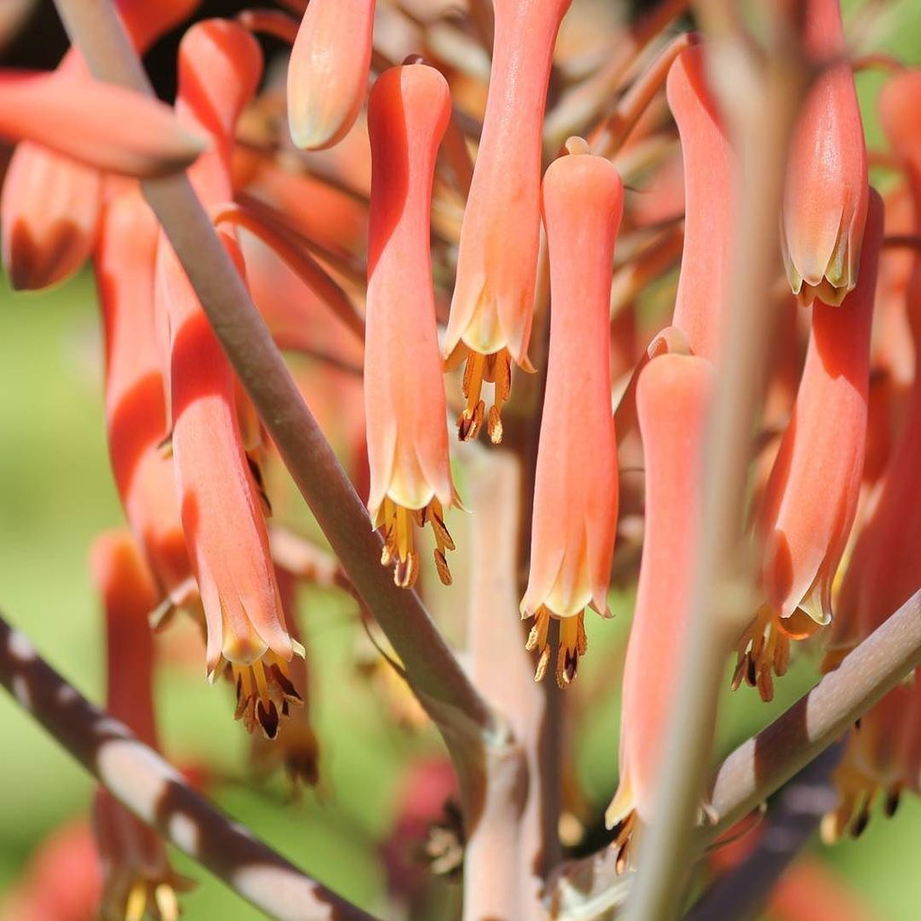 sucsforyou's tweet photo. https://t.co/DPRhG8yFzZ Keep blooming y'all! Old girl still growin strong - hurricaned and snowed on - 💪🌷🌿 'Aloe maculata' - see #sfyaloemaculata for more about her 💛💚❤ #aloemaculata 
#flowers
#aloeflower 
#aloe
#succulentflowers https://t.co/eCoUvCJ1Da