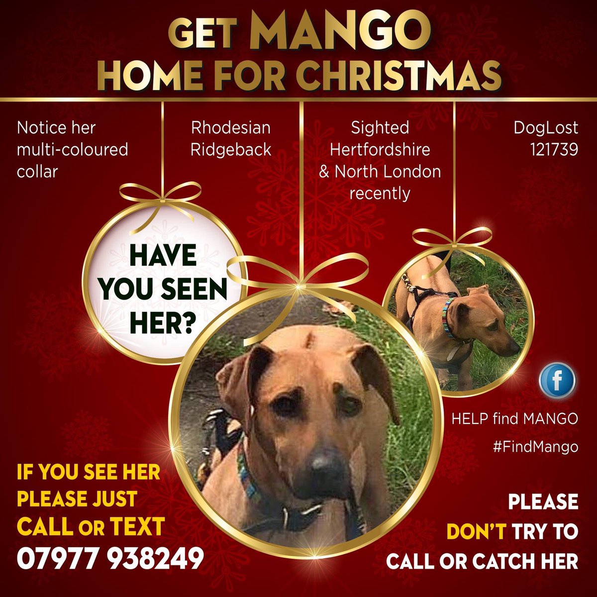 rosiedoc666's tweet photo. GET MANGO HOME FOR CHRISTMAS 🎄 #rhodesianRidgeback
SIGHTED #Hertfordshire & #NORTH #London recently
Wearing multi coloured collar
#findMango
FB helpfindMango https://t.co/i7gZABz0S2