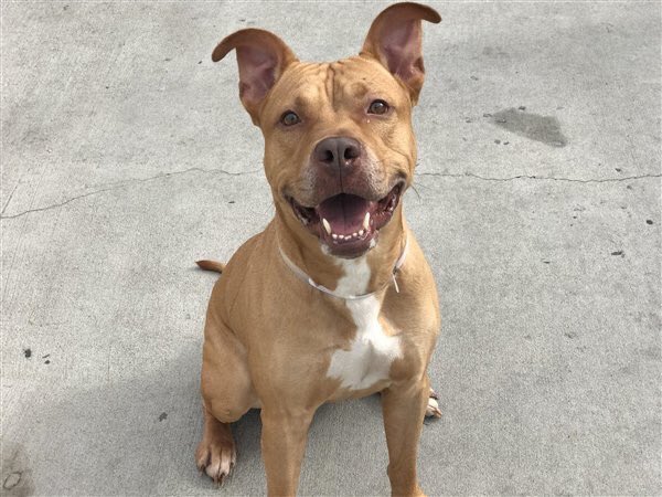 MoishesMom's tweet photo. Bricks is dead! These filthy subhumans at NYCACC are on a killing spree tonight. 🖕🏻to the 💩owner and to the psychopaths at ACC! I’m so sorry no one came for you Abandoned sweet pup. No more words! 😭💔 https://t.co/bACvbOsR1h